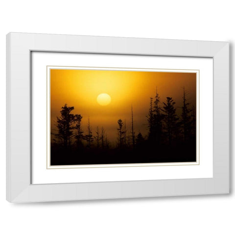 MI, Foggy sunrise over silhouetted evergreens White Modern Wood Framed Art Print with Double Matting by Carlson, Mark