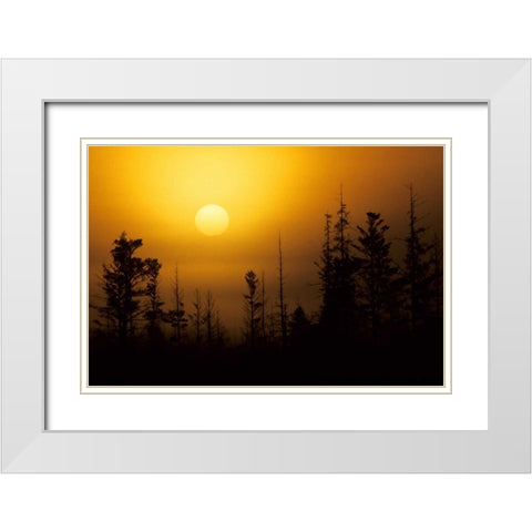 MI, Foggy sunrise over silhouetted evergreens White Modern Wood Framed Art Print with Double Matting by Carlson, Mark