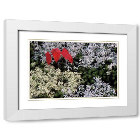 MI, Red maple tree seedling amid moss and lichen White Modern Wood Framed Art Print with Double Matting by Carlson, Mark