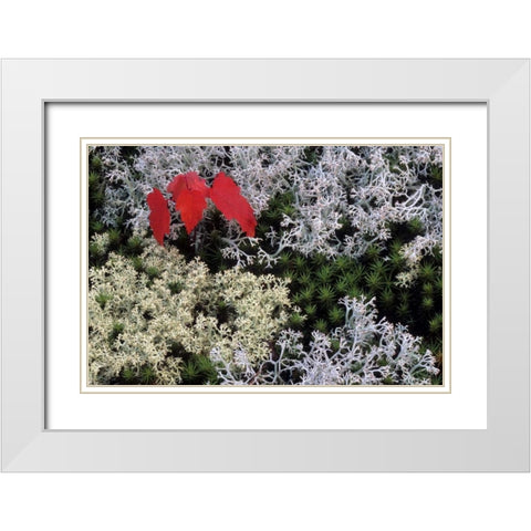 MI, Red maple tree seedling amid moss and lichen White Modern Wood Framed Art Print with Double Matting by Carlson, Mark