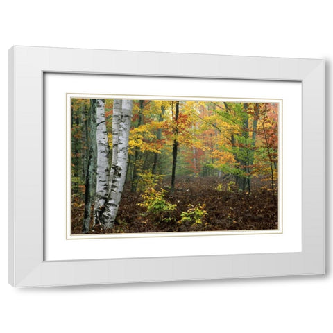 Michigan Forest in light fog and autumn colors White Modern Wood Framed Art Print with Double Matting by Carlson, Mark