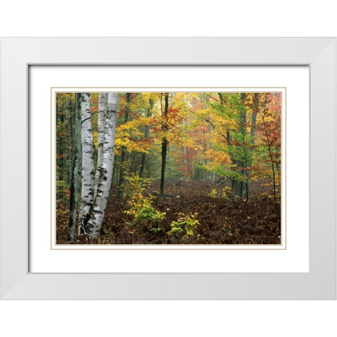 Michigan Forest in light fog and autumn colors White Modern Wood Framed Art Print with Double Matting by Carlson, Mark