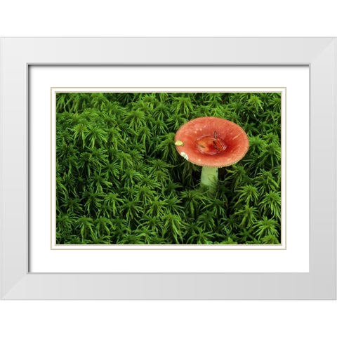 Michigan Russula mushroom in sphagnum moss White Modern Wood Framed Art Print with Double Matting by Carlson, Mark