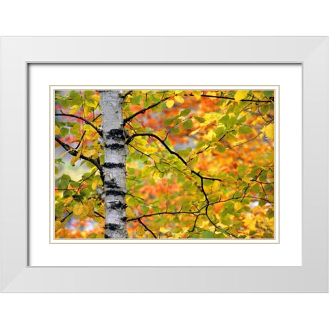 Michigan, Upper Peninsula Birch trees in autumn White Modern Wood Framed Art Print with Double Matting by Carlson, Mark