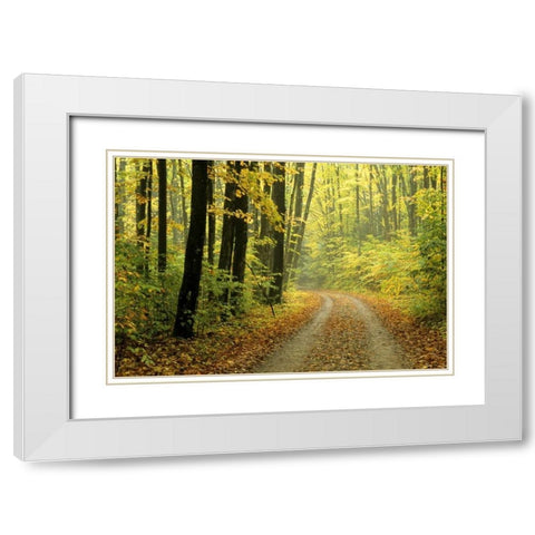 MI, Two-track road through woods in light fog White Modern Wood Framed Art Print with Double Matting by Carlson, Mark