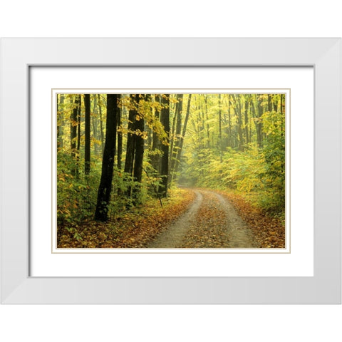 MI, Two-track road through woods in light fog White Modern Wood Framed Art Print with Double Matting by Carlson, Mark
