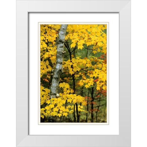 Michigan, Upper Peninsula Birch trees in autumn White Modern Wood Framed Art Print with Double Matting by Carlson, Mark