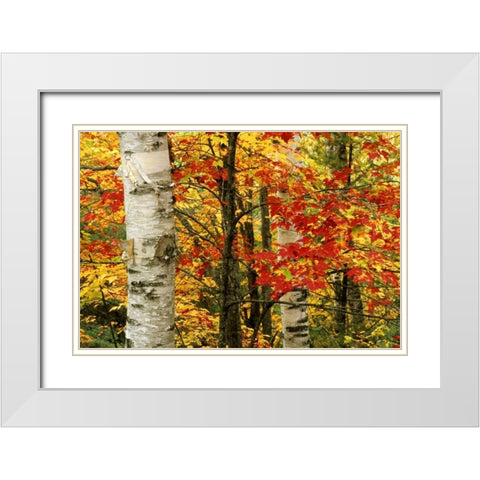 MI, White paper birch tree trunks amid red maple White Modern Wood Framed Art Print with Double Matting by Carlson, Mark