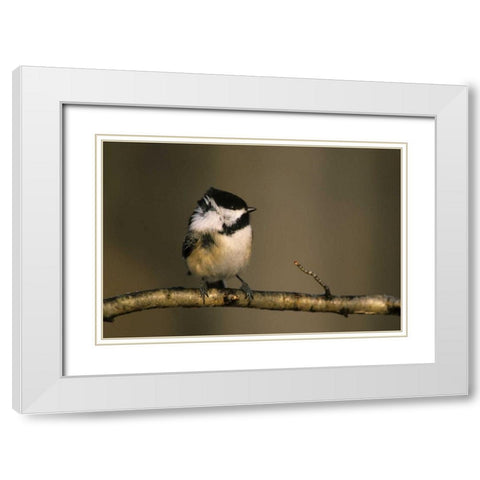 MI, Black-capped chickadee perched in winter wind White Modern Wood Framed Art Print with Double Matting by Carlson, Mark