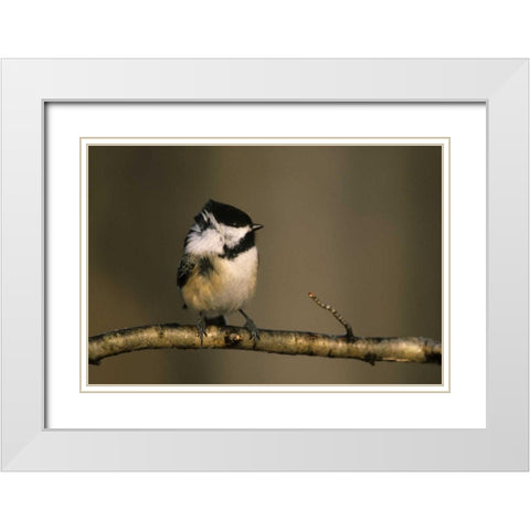 MI, Black-capped chickadee perched in winter wind White Modern Wood Framed Art Print with Double Matting by Carlson, Mark