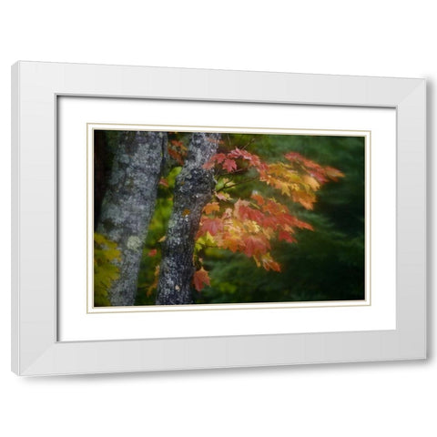 Michigan Autumn colors of maple leaves White Modern Wood Framed Art Print with Double Matting by Grall, Don