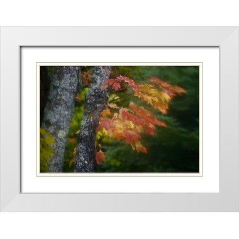 Michigan Autumn colors of maple leaves White Modern Wood Framed Art Print with Double Matting by Grall, Don
