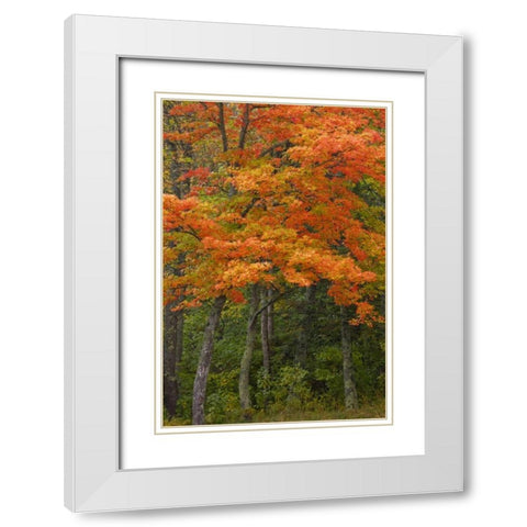 Michigan Autumn maple trees in full color White Modern Wood Framed Art Print with Double Matting by Grall, Don