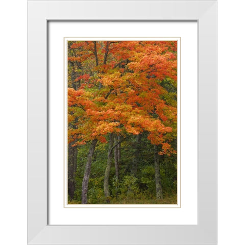 Michigan Autumn maple trees in full color White Modern Wood Framed Art Print with Double Matting by Grall, Don