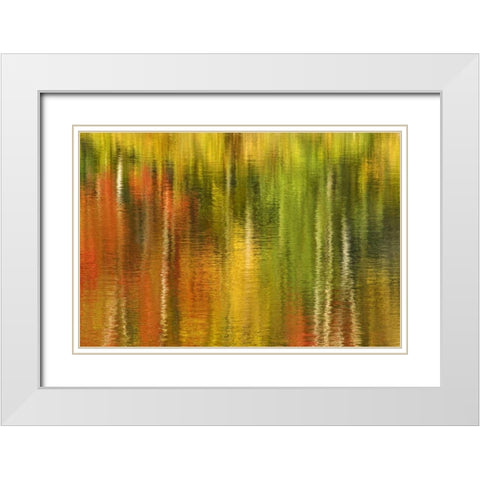 MI Reflection of autumn birch and maple trees White Modern Wood Framed Art Print with Double Matting by Bush, Marie