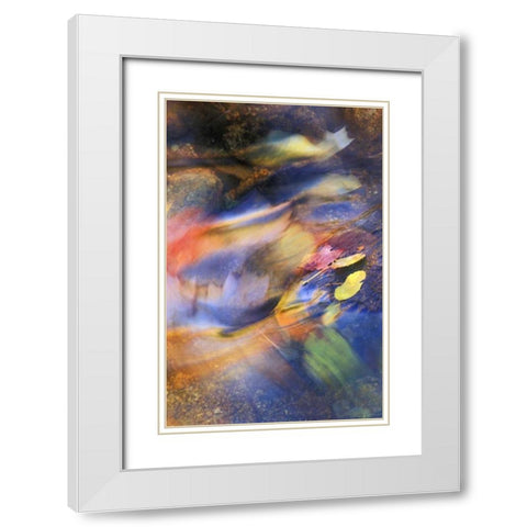 USA, Michigan Autumn leaves in stream White Modern Wood Framed Art Print with Double Matting by Rotenberg, Nancy