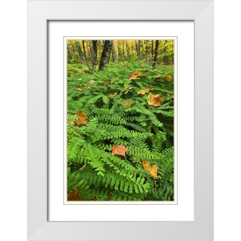 USA, Michigan Maiden hair fern in forest White Modern Wood Framed Art Print with Double Matting by Rotenberg, Nancy