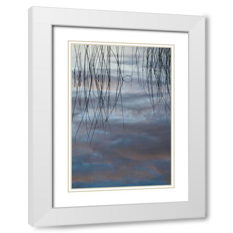 MI, Cloud reflections and reeds in Thornton Lake White Modern Wood Framed Art Print with Double Matting by Rotenberg, Nancy