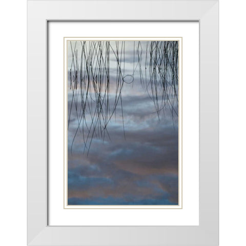MI, Cloud reflections and reeds in Thornton Lake White Modern Wood Framed Art Print with Double Matting by Rotenberg, Nancy