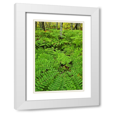 USA, Michigan Maiden hair fern in forest White Modern Wood Framed Art Print with Double Matting by Rotenberg, Nancy