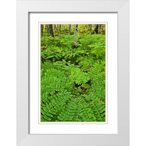 USA, Michigan Maiden hair fern in forest White Modern Wood Framed Art Print with Double Matting by Rotenberg, Nancy