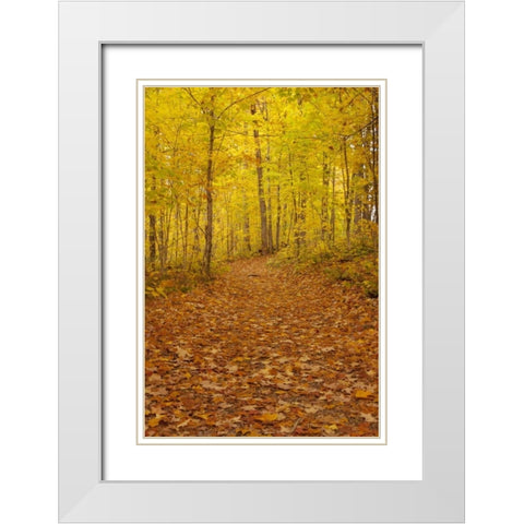 Michigan Fallen maple leaves on trail White Modern Wood Framed Art Print with Double Matting by Grall, Don