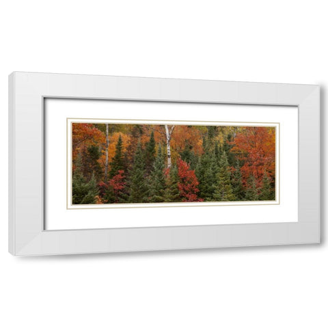 Michigan Evergreens and red maples in autumn White Modern Wood Framed Art Print with Double Matting by Grall, Don