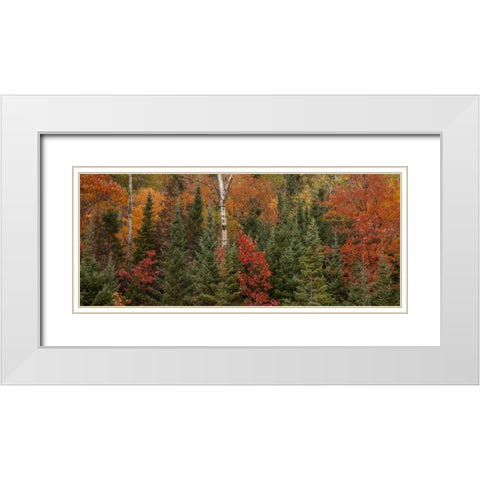 Michigan Evergreens and red maples in autumn White Modern Wood Framed Art Print with Double Matting by Grall, Don