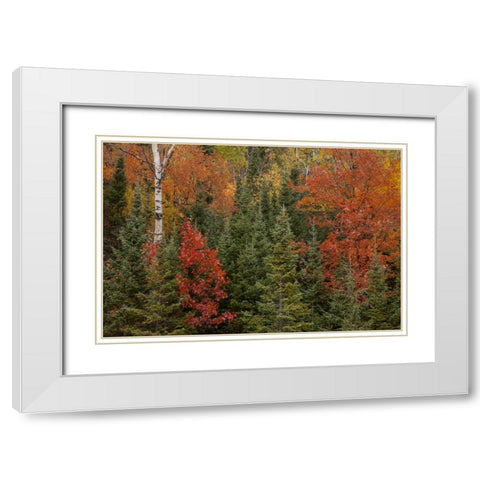 Michigan Evergreens and red maples in autumn White Modern Wood Framed Art Print with Double Matting by Grall, Don