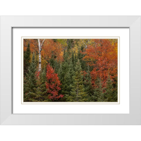 Michigan Evergreens and red maples in autumn White Modern Wood Framed Art Print with Double Matting by Grall, Don
