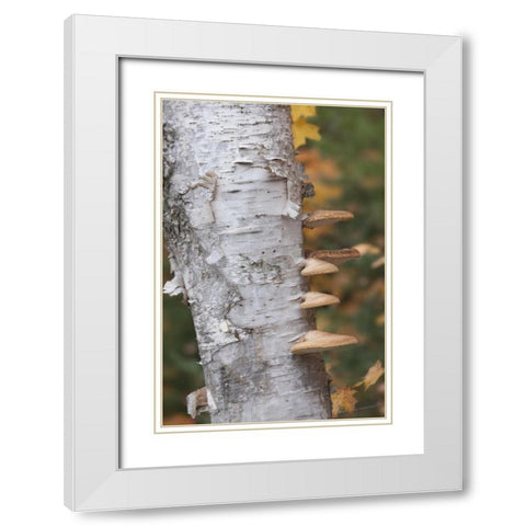 Michigan Shelf mushrooms on birch tree White Modern Wood Framed Art Print with Double Matting by Grall, Don
