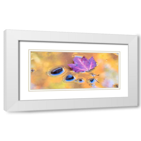 US-Michigan-Upper Peninsula Leaf and rocks in pond with autumn colors reflection White Modern Wood Framed Art Print with Double Matting by Eggers, Julie