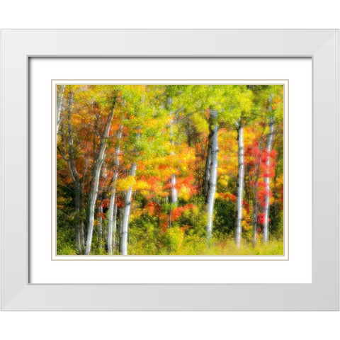 US-Michigan-Upper Peninsula Fall colors in the forest White Modern Wood Framed Art Print with Double Matting by Eggers, Julie