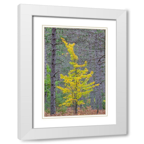 Yellow Maple tree in pine forest in fall-Alger County-Michigan White Modern Wood Framed Art Print with Double Matting by Day, Richard and Susan