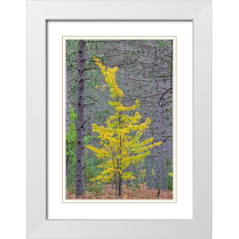 Yellow Maple tree in pine forest in fall-Alger County-Michigan White Modern Wood Framed Art Print with Double Matting by Day, Richard and Susan