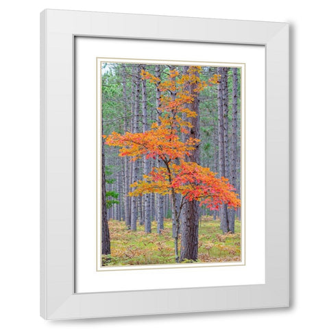 Red Maple tree in pine forest in fall-Alger County-Michigan White Modern Wood Framed Art Print with Double Matting by Day, Richard and Susan