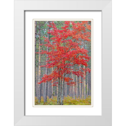 Red Maple tree in pine forest in fall-Alger County-Michigan White Modern Wood Framed Art Print with Double Matting by Day, Richard and Susan
