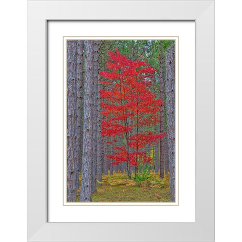 Red Maple tree in pine forest in fall-Alger County-Michigan White Modern Wood Framed Art Print with Double Matting by Day, Richard and Susan