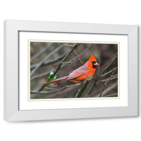 Minnesota-Mendota Heights-Mohican Lane-Northern Cardinal White Modern Wood Framed Art Print with Double Matting by Friel, Bernard