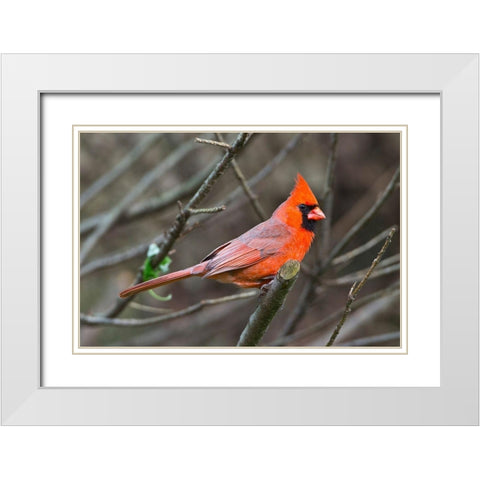 Minnesota-Mendota Heights-Mohican Lane-Northern Cardinal White Modern Wood Framed Art Print with Double Matting by Friel, Bernard