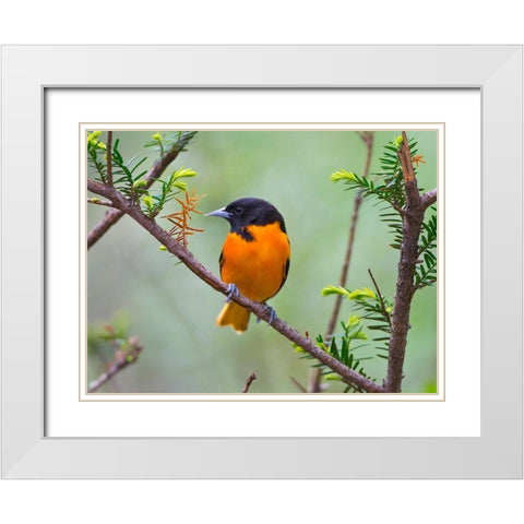 Minnesota-Mendota Heights-Mohican Lane-Baltimore Oriole White Modern Wood Framed Art Print with Double Matting by Friel, Bernard