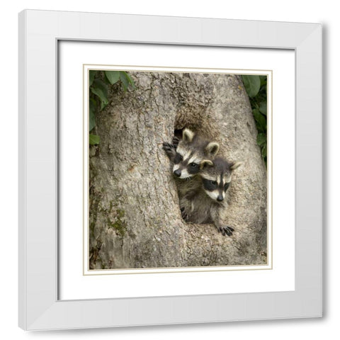 Minnesota, Sandstone Raccoons in a hollow tree White Modern Wood Framed Art Print with Double Matting by Kaveney, Wendy