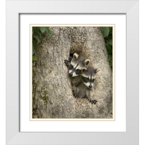 Minnesota, Sandstone Raccoons in a hollow tree White Modern Wood Framed Art Print with Double Matting by Kaveney, Wendy