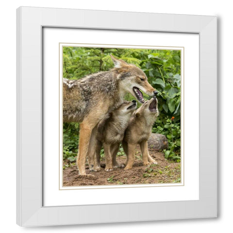 Minnesota Coyote mother and pups begin howling White Modern Wood Framed Art Print with Double Matting by Kaveney, Wendy