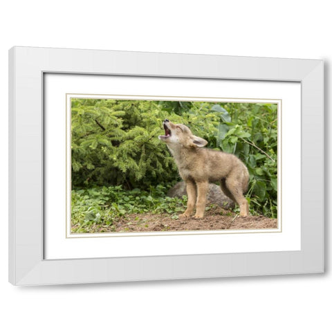 Minnesota, Sandstone Howling coyote pup White Modern Wood Framed Art Print with Double Matting by Kaveney, Wendy