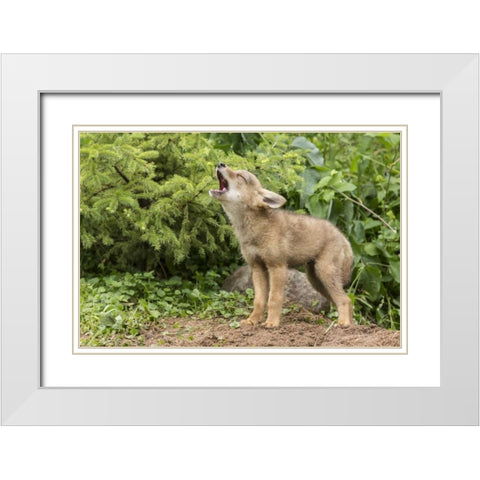Minnesota, Sandstone Howling coyote pup White Modern Wood Framed Art Print with Double Matting by Kaveney, Wendy