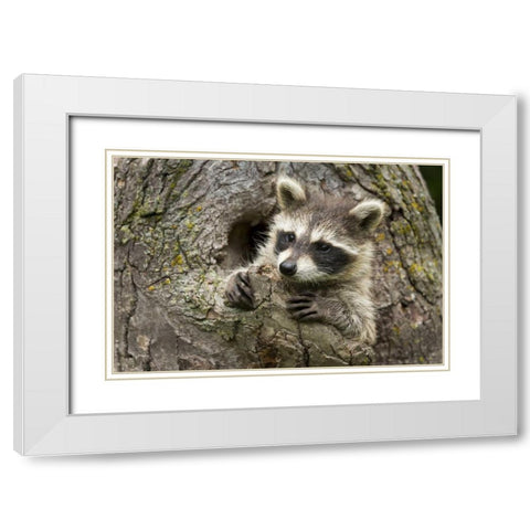 Minnesota, Sandstone Raccoon in a hollow tree White Modern Wood Framed Art Print with Double Matting by Kaveney, Wendy