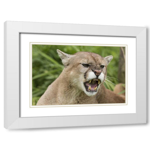 Minnesota, Sandstone Snarling cougar White Modern Wood Framed Art Print with Double Matting by Kaveney, Wendy