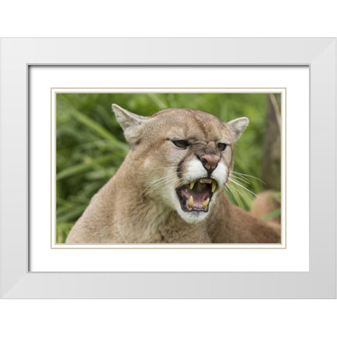 Minnesota, Sandstone Snarling cougar White Modern Wood Framed Art Print with Double Matting by Kaveney, Wendy
