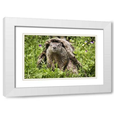 Minnesota, Sandstone Groundhog in a hollow log White Modern Wood Framed Art Print with Double Matting by Kaveney, Wendy